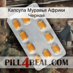 Капсула Муравья Африки Черная cialis3